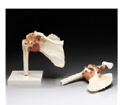 Shoulder Joint Life Siz Model ( BEP-109 )