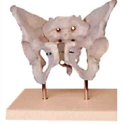 Adult Female Pelvis With Stand BEP-124