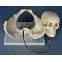 Birth Demonstration Model Bep- 127