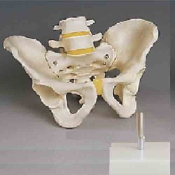 Human Male Pelvis Model BEP-123-1