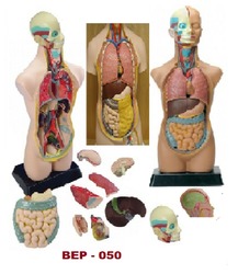Human Torso Models