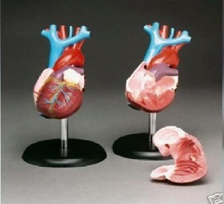 Heart Model