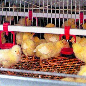 Supreme Soya Poultry Emulsifier For Poultry Feed