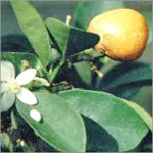 Herbal Fruit
