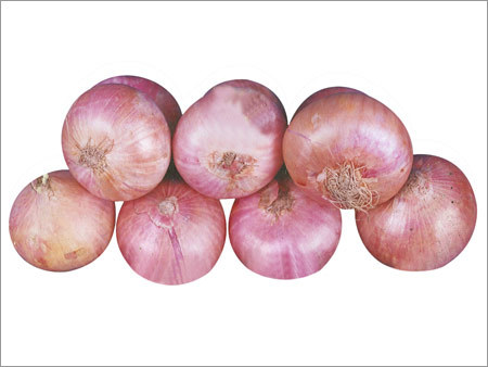 Indian Big Onion