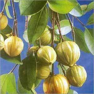 Garcinia Cambogia Fruit Extracts