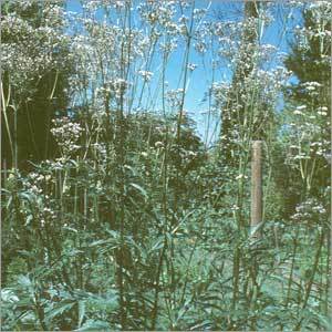 Valerian Extracts
