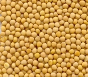 YELLOW MUSTARD SEED