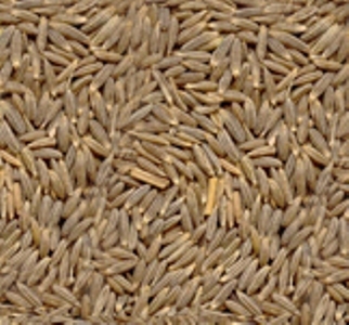 CUMIN SEED