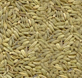 FENNEL SEED