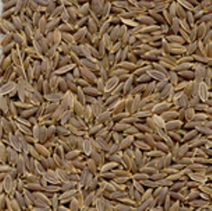 DILL SEEDS