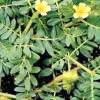 Tribulus Extract