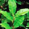Green Tea Extract