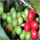 Green Coffee Bean Extract