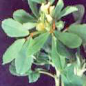 Fenugreek