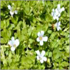 Bacopa Monnieri
