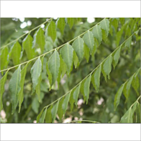 Curry Leaves