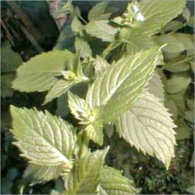 Pudina Leaves