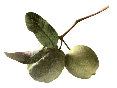 Natural Alphonso Mango Pulp and concentrate.Natural Guava Pulp & Concentrate