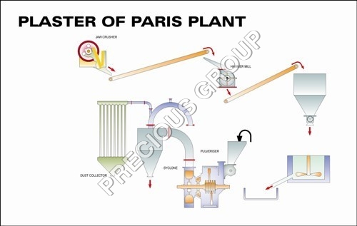 Plaster of Paris Plant