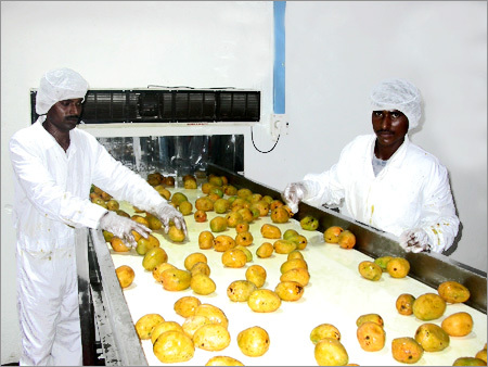 In Feed Conveyor