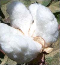 Indian Raw Cotton