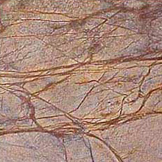 Forest Brown Marble