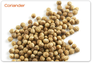 Coriander Seeds (Coriandrum Sativum)
