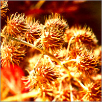 Castor Oil Seeds