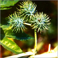 Castor Oil Seeds