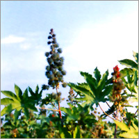 Castor Oil Seeds