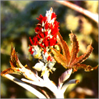 Castor Oil Seeds