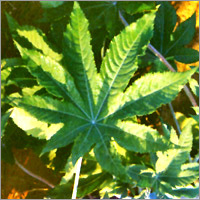 Castor Oil Seeds