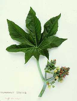 Castor Oil plant with green seeds
