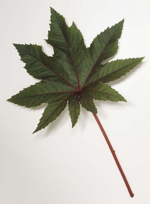castor oil plant