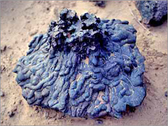 Meroe Slug Mass