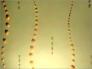 Shells & Colourful Pebbles