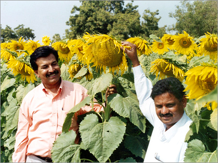 Sunflower Seeds