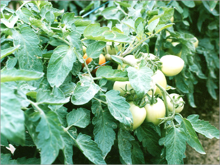 Tomato Seeds