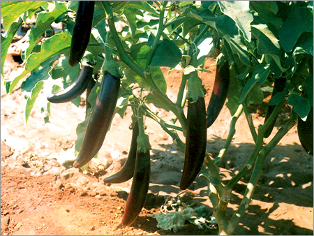 Brinjal Seeds