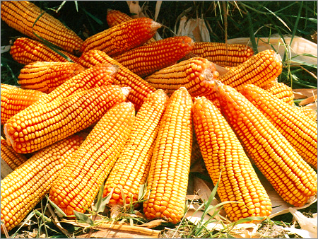 Maize 700 Seeds