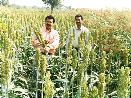 SSG (Swashorgam Sudan Grass)