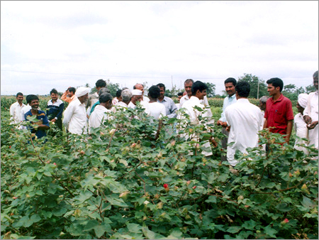Cotton Seeds