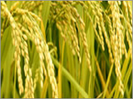 De oiled Rice Bran