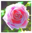 Rose fragrance