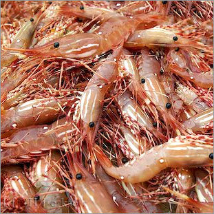 Shrimp Head / Shell Meal