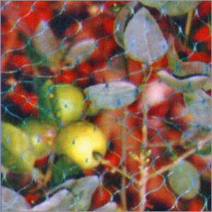 Bird Net