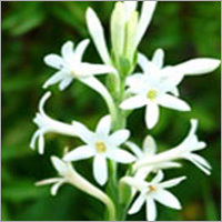 Essential Oils & Aromatics