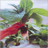 Essential Oils & Aromatics