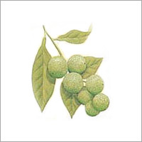 Essential Oils & Aromatics